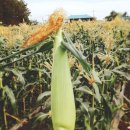 제주 토브 이미지