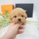 하이이유 이미지