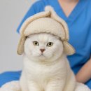 판교 P&P 동물병원 이미지