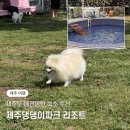 제주도 애견동반 숙소 추천 제주댕댕이파크 리조트 내돈내산 후기