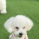 도그스테이 이미지