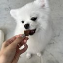 댕댕셰프 이미지