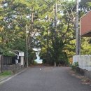 관악구 자전거 대여센터 | [25일본_시즈오카] 시즈오카역 근처 자전거 대여 + 미호노 마츠바라까지 전투자전거 후기