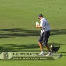 Top 10: Animal Encounters on the PGA TOUR- 동영상 이미지