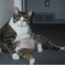 한빛동물병원 이미지