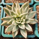 총채 응애 나방 매미충 천연퇴치제-카드가 이미지