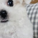 빵두