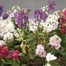 비단향꽃무 이미지