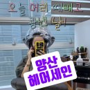 양산 증산 미용실 헤어세인 손상모발 두피클리닉하다 마음치유까지