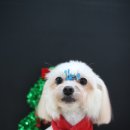 견사무소 호텔 유치원 이미지