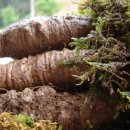 더덕이네 이미지