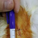 유성준동물병원 이미지