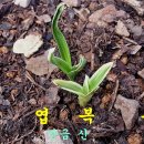 일란 이미지