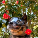 동백A(1차) 이미지