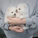 마산강아지분양 뽀뽀애견 | 마산강아지분양 헬스독창원점 강아지분양 후기