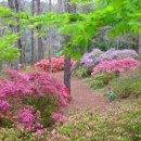 봄이오니 이미지