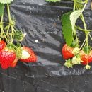 표씨농장 이미지