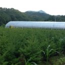 간척1리 이미지