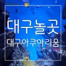 함께하는세상 | 위시캣 친구들과 함께하는 바닷속 세상 대구놀곳 대구아쿠아리움 후기
