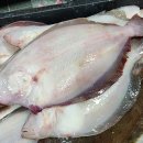 신안홍어 이미지