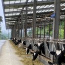 정동목장 | 놀거리: 아이와 방문하기 좋은 체험목장 정동체험마을 내돈내산 후기(feat. 아이스크림 만들기 체험)