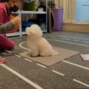 이안동물의학센터(청담점) | [서울 강남 디스크 통증 한방병원] VIP동물한방재활의학센터byDr신사경 서울 강남 디스크 통증 한방병원...