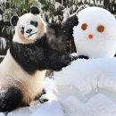 판다 이미지