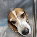 윤후동물병원 | 강아지 대퇴골 탈구 수술 / 대퇴골 절제 수술 비용 / 후기