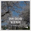 은전로 | 연천 벚꽃축제 다녀왔어요｜아이랑 걷기행사, 보물찾기까지 완벽했던 봄 나들이 🌸