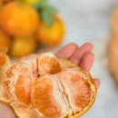 멍프레시 | 제주 산지직송 고당도 감귤 밀감 엠프레시 제주 감귤 택배 후기