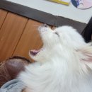 뚜레쥬르분당효자촌점 | 분당 제육볶음 혼밥 맛집 고창댁설렁탕 강아지 모찌