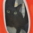 스무살의꿈 동물병원 이미지