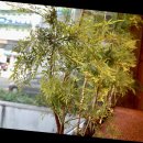 경이로운장어 이미지