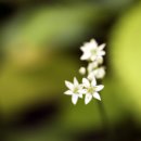 익스텐션 튜브 (Extension tube)를 부착해서 접사를 하다. 이미지