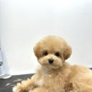 퍼피트랙 이미지