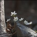 우리의 야생화 : 변산바람꽃 이미지