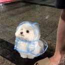 럭키7 이미지