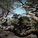 소나무병원 이미지