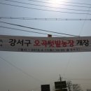 서울 강서구 텃밭에 고흥군 햇마늘 홍보하기 이미지