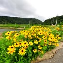 루드베키아 이미지