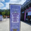 💜동해 무릉별유천지 라벤더 축제🌿