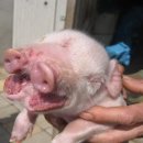 기형농장 이미지