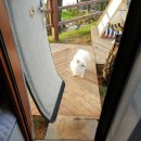 미원 상11호(비8호) | [애견동반] 부산 기장 더무빙 카라반에서의 1박. 고스락 바베큐_ 솔직후기 (사진첨부)