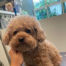 퍼피블랑 이미지