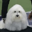 펫라운지카페