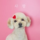 솔펫살롱 이미지