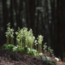 꽃으로 힐링 ** 이미지