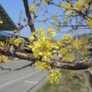 광의면사무소 앞 1 이미지