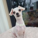 동그란 멍멍이 이미지