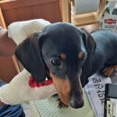 제천동물보호센터 이미지